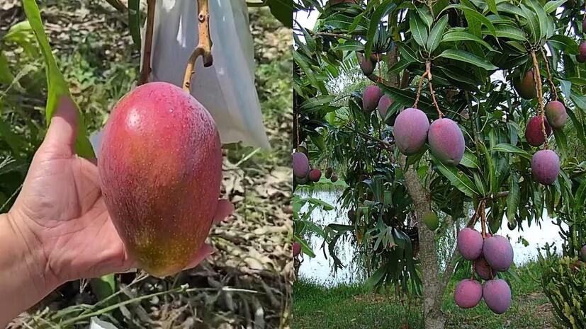 চার বছর আগে এই বিশেষ জাতের আম চাষ শুরু করেন এই চাষি, এখন সেই গাছ থেকে ফল আসতে শুরু করেছে। শ্রীকিষণ সুমন নামের এই কৃষকের বাগানের আম দেখতে দূর-দূরান্ত থেকে মানুষ আসছেন।