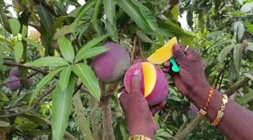 বিশ্বের সবচেয়ে দামি আমের বাগান তৈরি করেছেন রাজস্থানের কৃষক। জাপানি জাতের এই 'মিয়াজাকি' আম সবচেয়ে দামি ফলগুলোর মধ্যে একটি। জাপানে এই আম প্রতি কেজি প্রায় আড়াই লক্ষ টাকা পর্যন্ত বিক্রি হয়। অন্য দিকে, মধ্যপ্রদেশে এই আম বিক্রি হয় প্রতি কেজি ২০,০০০ টাকা পর্যন্ত। অর্থাৎ একটি আমের দাম প্রায় চার হাজার টাকা।