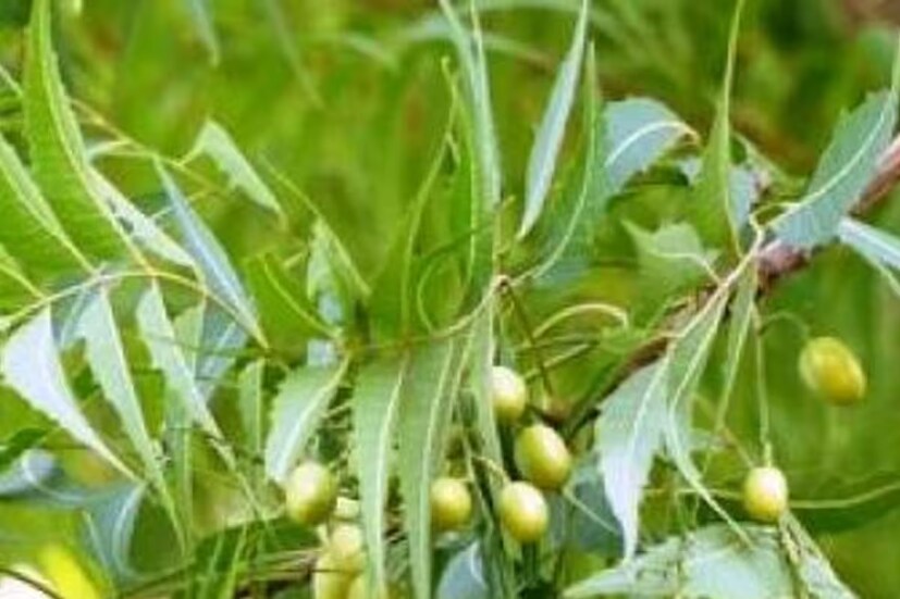  ডায়াবিটিজ এবং স্কিন ডিজিজ থেকে সুবিধা দেওয়া হয় নিমকে উপযুক্ত মানা যায়। উত্তরপ্রদেশের আলিগড় আয়ুর্বেদিক মেডিক্যাল কলেজের প্রফেসর বলছেন, নিমপাতা ভীষণ উপকারী৷ 