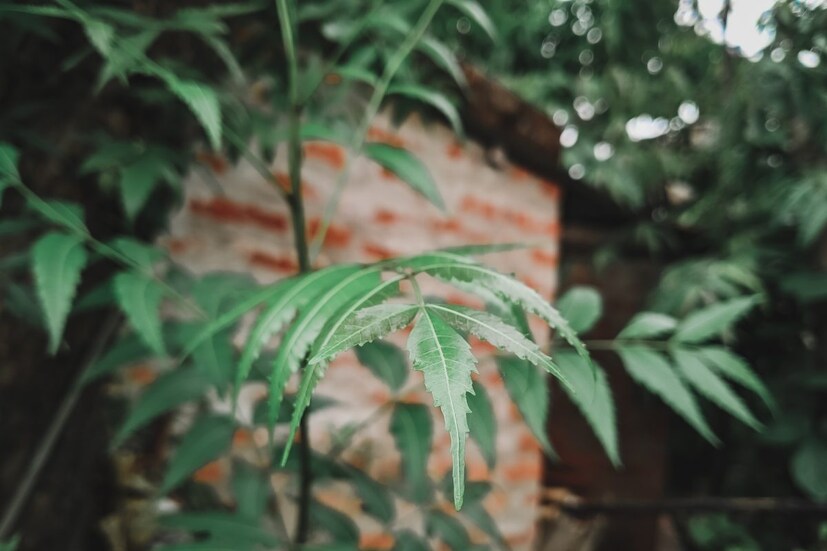 এ ছাড়া নিম পাতা ত্বকের সমস্যা থেকেও মুক্তি দিতে সাহায্য করে, সুস্থ লোকেও নিয়মিত নিম পাতা খেতে পারেন৷ 