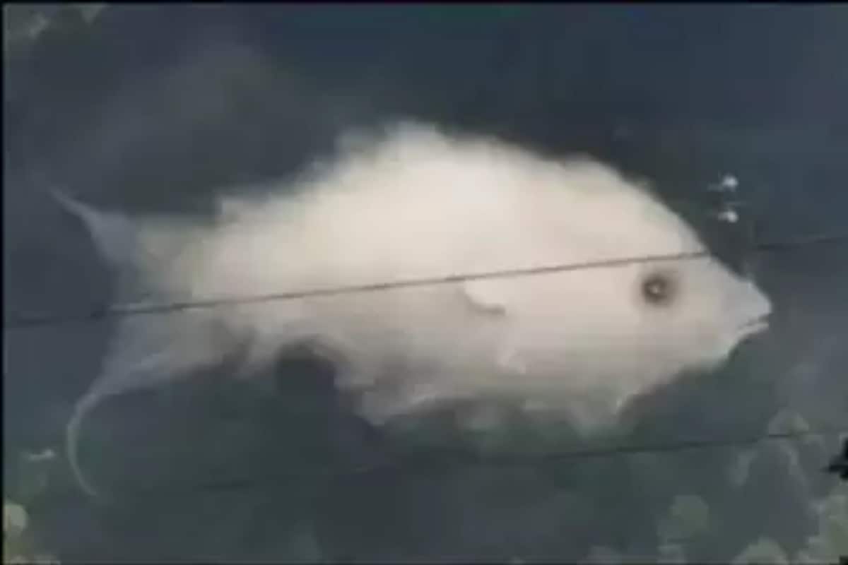 Optical Illusion: প্রথমে কোনটা দেখছেন? মাছ না কি মেঘ? এর থেকেই বোঝা যাবে আপনার মনের গোপন দিক! Viral Optical Illusion What you see first can reveal your emotional strength | লেটেস্ট ...