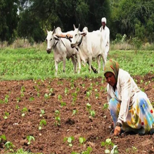 তবে পুরো জুলাই মাস পর্যন্ত খুব সম্ভবত অপেক্ষা করতে হবে না। শোনা যাচ্ছে যে জুলাই মাসের মাঝামাঝি নাগাদ কৃষকরা তাঁদের প্রাপ্য ১৪তম কিস্তির টাকা পেয়ে যাবেন।