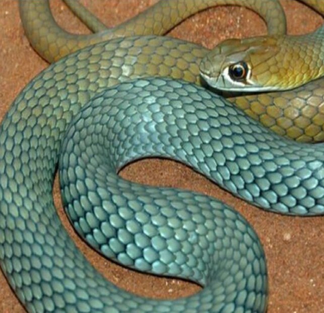 আরও এক নতুন প্রজাতির সাপের খোঁজ পাওয়া গেল পৃথিবীতে। অস্ট্রেলিয়ায় খোঁজ পাওয়া গেল এই সাপের। আরও এক নতুন প্রজাতির সাপের খোঁজ পাওয়া গেল পৃথিবীতে। অস্ট্রেলিয়ায় খোঁজ পাওয়া গেল এই সাপের।