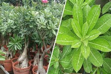 বাড়িতে একটি গাছ লাগালেই কেল্লাফতে, বাগান নষ্ট করতে জীবনেও আসবে না হনুমানের দল