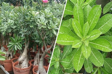 এই