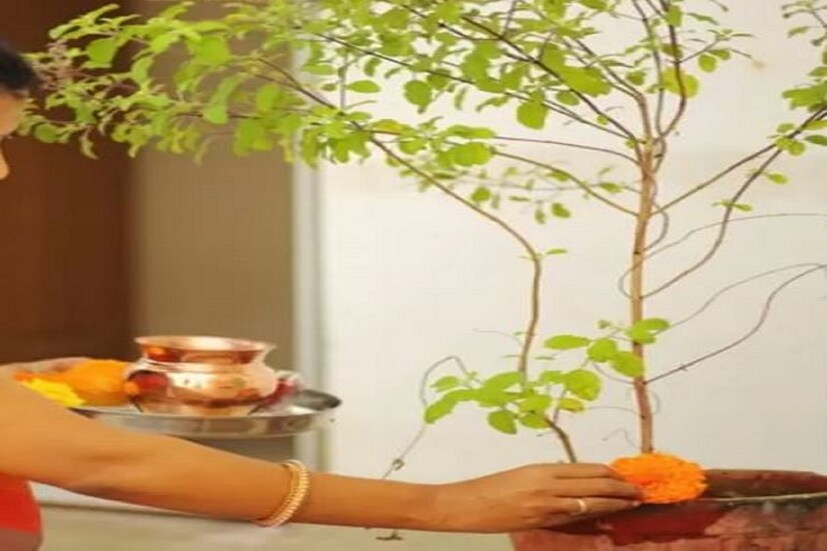 শ্বেত তুলসি-শ্বেত তুলসি আবার বিষ্ণু তুলসি নামেও পরিচিত। আসলে এই তুলসি গাছে সাদা রঙের ফুল হয়। সেই কারণেই একে শ্বেত তুলসি বলা হয়। এটি ভগবান বিষ্ণুর পূজায় ব্যবহৃত হয়।
