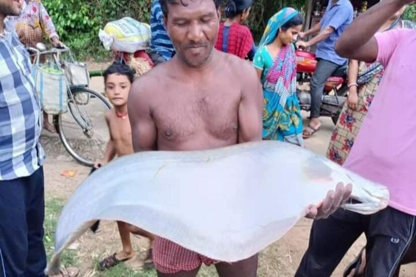 সুবর্ণরেখাতে ' রাঘব' চিতল, ধরলেন দুই জেলে। জলের মধ্যে জোর লড়াই। একের পর এক জলের ঝাপটা। অবশেষে জালে দৈত্যাকার চিতল মাছ।