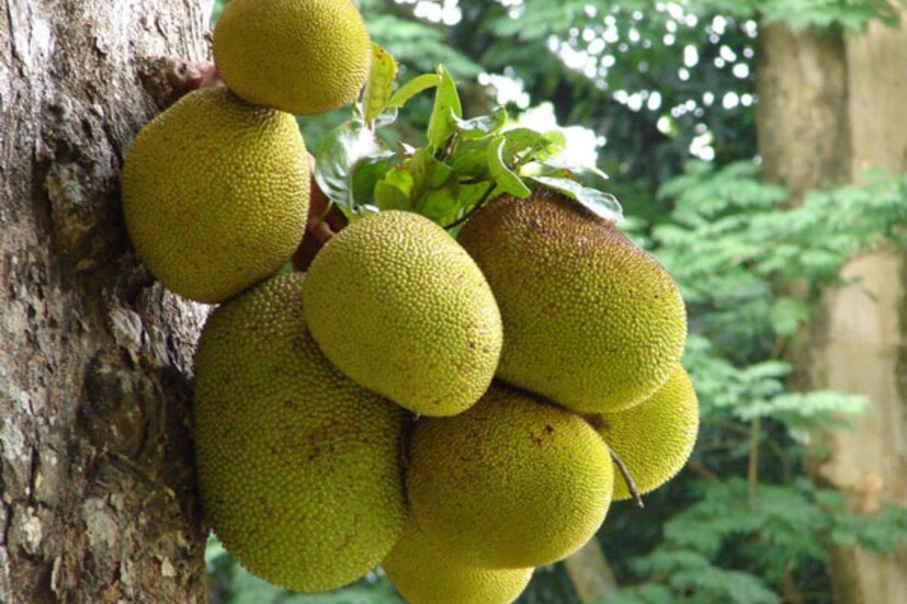 অবশ্য এঁচোড় কিংবা কাঁঠাল খাওয়ার ক্ষেত্রে কয়েকটি সতর্কতাও মেনে চলার কথা বললেন ডায়াটেশিয়ান৷ ‘‘ডায়াবেটিক লোকেদের এঁচোড় খাওয়ার সময়েও কিছু বিধিনিষেধ মনে রাখা উচিত৷ কাঁচা খেলেও হাফ কাপ অর্থাৎ মোটামুটিভাবে ৭৫ গ্রাম প্রতিদিন খাওয়া যেতে পারে৷ এই পরিমাণ কাঁঠালে থাকা ফাইবার শরীরের জন্য আদর্শ৷’’কাঁচা কাঁঠাল খাওয়া ডায়াবেটিস রোগীদের পক্ষে ভাল হলেও বেশি খাওয়া মোটেই ভাল নয়৷
