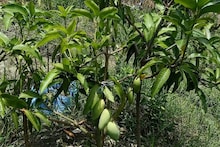 মাত্র তিন ফুটের গাছে সারা বছর পাওয়া যাচ্ছে আম!