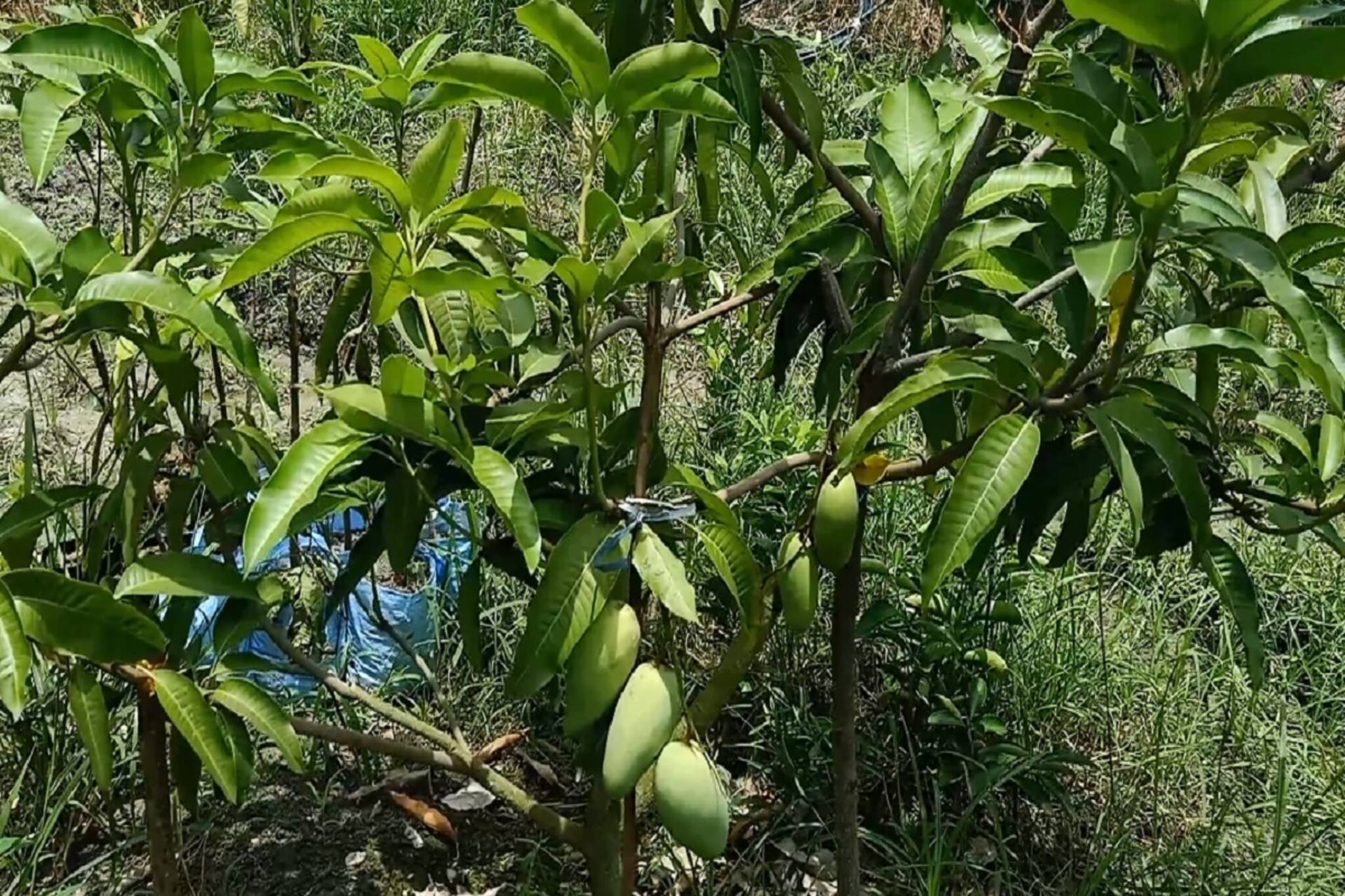 মাত্র তিন ফুটের গাছে সারা বছর পাওয়া যাচ্ছে আম!