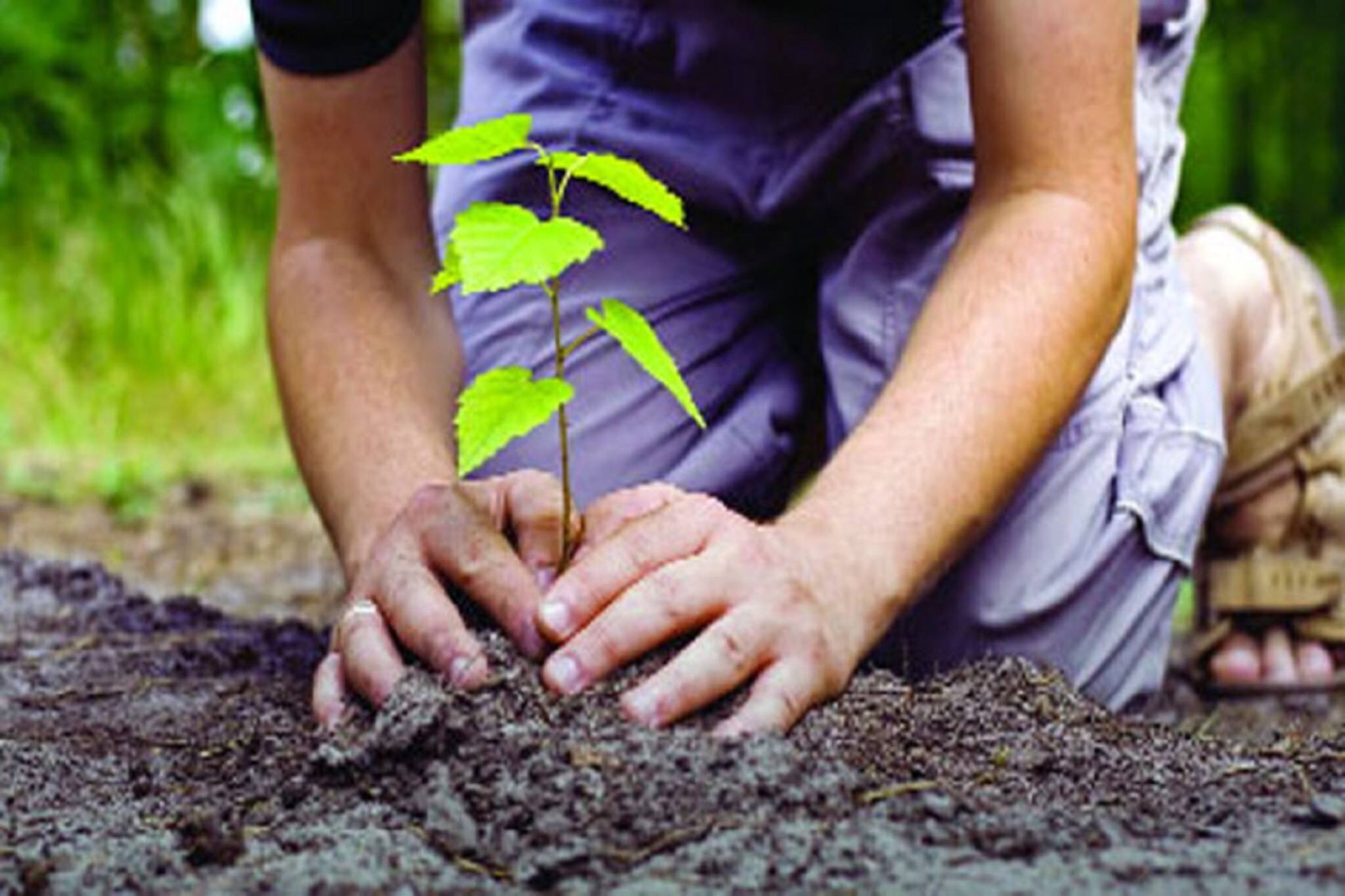 বিধায়কদের ১,০০০ করে গাছের চারা দিল সরকার! কেন জানেন?