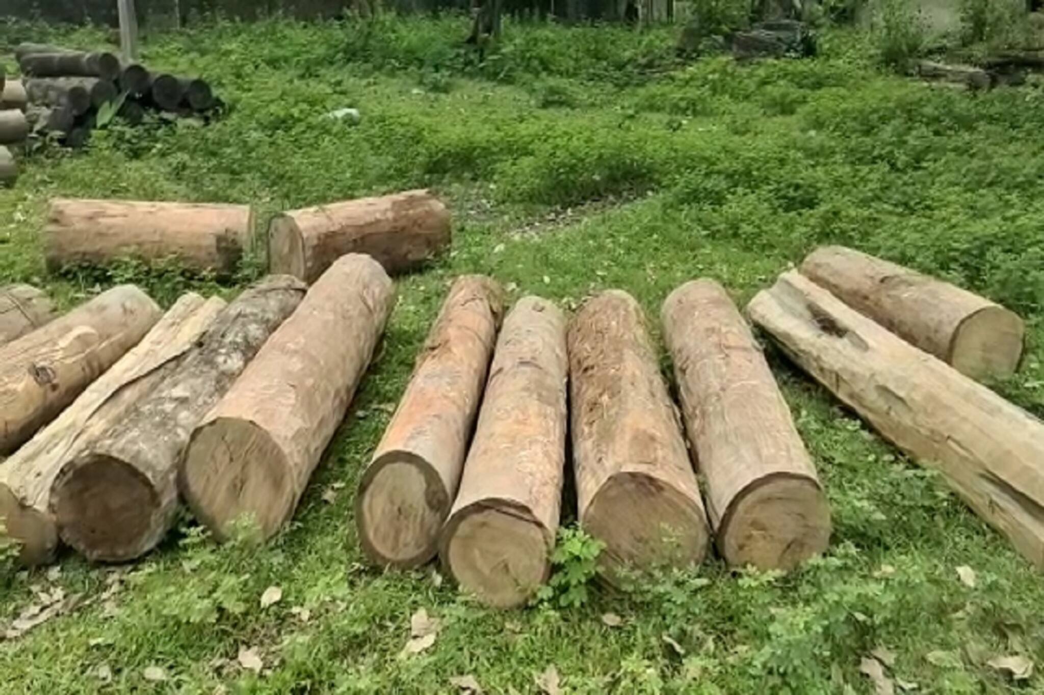 পাচারের ছক ভেস্তে গেল, এইভাবে উদ্ধার হল বহু মূল্যের কাঠ