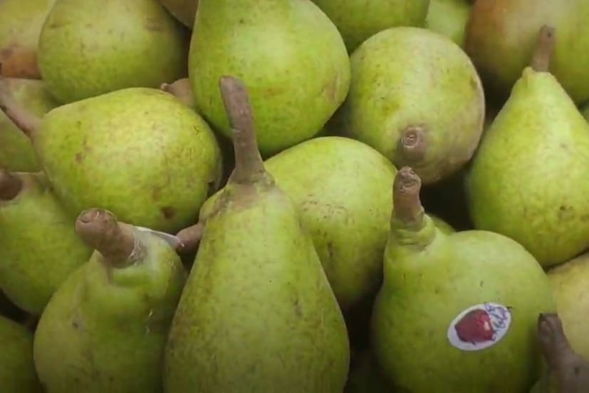 প্রধানত বর্ষার মরশুমে আমাদের দেশে পাওয়া যায় এই বিশেষ ফল৷ হিমাচল, জম্মু, কাশ্মীরে চাষ হওয়া বাবু গোশা দেখতে একেবারে ন্যাসপাতির মতো হলেও স্বাদে একেবারে আলাদা৷ ন্যাসপাতি একটু শক্ত ধাতের, কিন্তু নাগ ফল মুখে নরম তুলতুলে৷