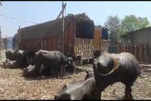 ৯১ টি মোষ উদ্ধার শিলিগুড়িতে! কোথায় নিয়ে যাওয়া হচ্ছিল জানলে চমকে উঠবেন
