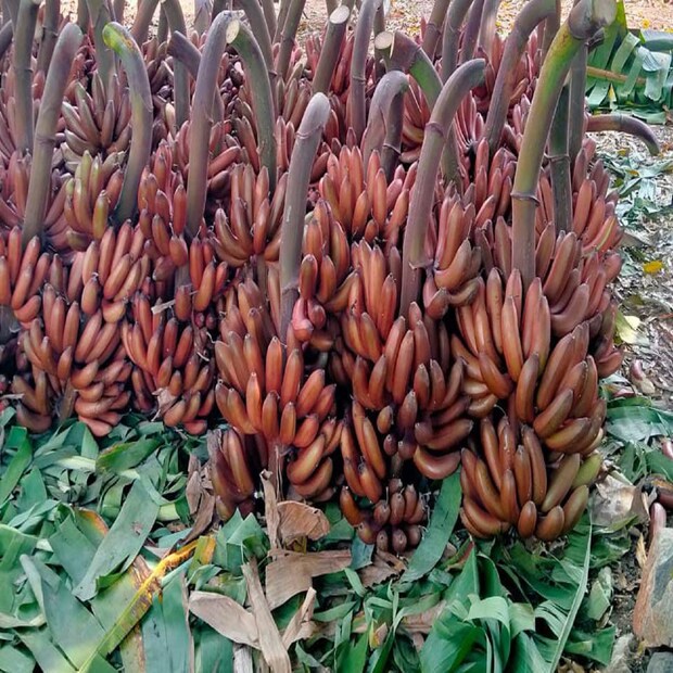 কাঁচা সবুজ কলা কিংবা পাকা হলুদ কলা দেখতেই আমরা সাধারণত অভ্যস্ত। কিন্তু কখনও লাল কিংবা গোলাপি কলা দেখেছেন? উত্তর দিনাজপুর জেলার কালিয়াগঞ্জে এই প্রথম চাষ হচ্ছে বিরল প্রজাতির মুসা ভেলুটিনা প্রজাতির কলা, যা বিশ্বব্যাপী রেড ব্যানানা বা লাল কলা নামেই পরিচিত।