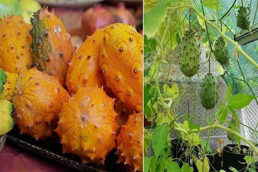 কিওয়ানো তরমুজ আফ্রিকার মধ্য এবং দক্ষিণ অঞ্চলের একটি অদ্ভুত সুন্দর ফল। এটি Curcumas metalliferous নামে পরিচিত! পাকা হলে, কিওয়ানো তরমুজের পুরু বাইরের ত্বক উজ্জ্বল কমলা এবং ছোট কাঁটাযুক্ত হয়। বিভিন্ন ধরনের প্রয়োজনীয় পুষ্টি উপাদান রয়েছে এই ফলে। আমাদের দেশেও সহজে পাওয়া যায় এই ফল! (ছবি ও লেখা: অনির্বাণ রায়)