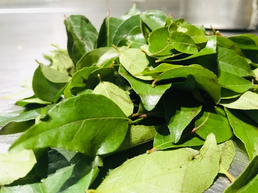  ডায়াবেটিস রোগীদের জন্য কারিপাতা খাওয়া খুবই উপকারী। কারিপাতার নির্যাস উচ্চ রক্তে শর্করার মাত্রা কমাতে সাহায্য করে। 