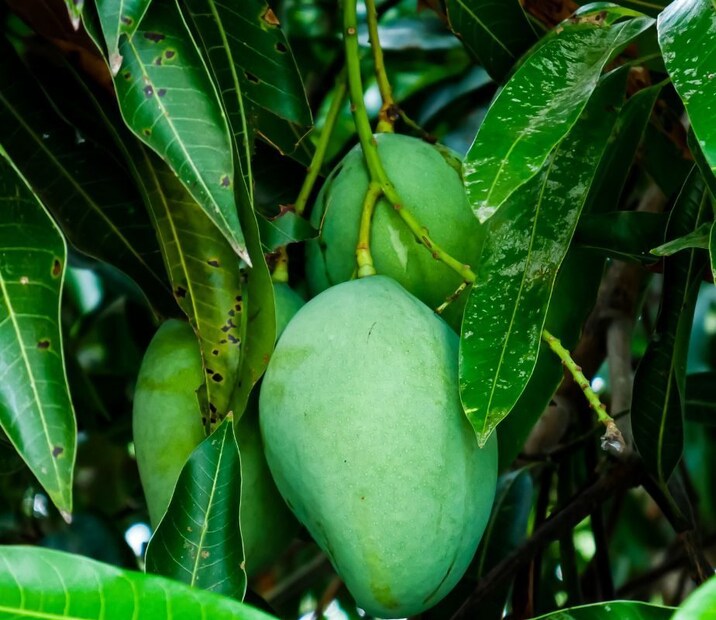 আমরা অনেকেই শুভ কাজে বাড়ির মূল প্রবেশদ্বারের বাইরে বা বাড়ির চারপাশে আমের পাতার সারি ঝুলিয়ে থাকি৷ কারণ, বাস্তুশাস্ত্র বলে এর ফলে বাড়ির মধ্যে কোনও নেতিবাচক শক্তি প্রবেশ করে না। এটি সংসারে সুখ এবং সমৃদ্ধি নিশ্চিত করে।