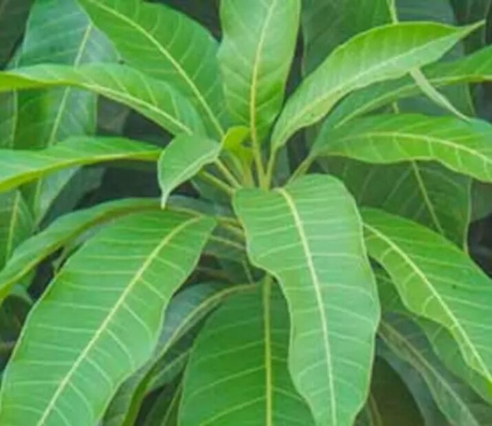 প্রতি শনিবার এগারোটি আমের পাতা চন্দ্রকে নিবেদন করতে হবে। এই শনিবার আমের পাতার সারি বাঁধা হলে, পরের শনিবার তা খুলতে হবে। তবে আমের পাতার সঙ্গে কখনওই প্লাস্টিকের ফুল ঝুলিয়ে রাখবেন না। এতে সংসারে সমৃদ্ধি আসে, স্বাস্থ্য সমস্যা দূর হয়।