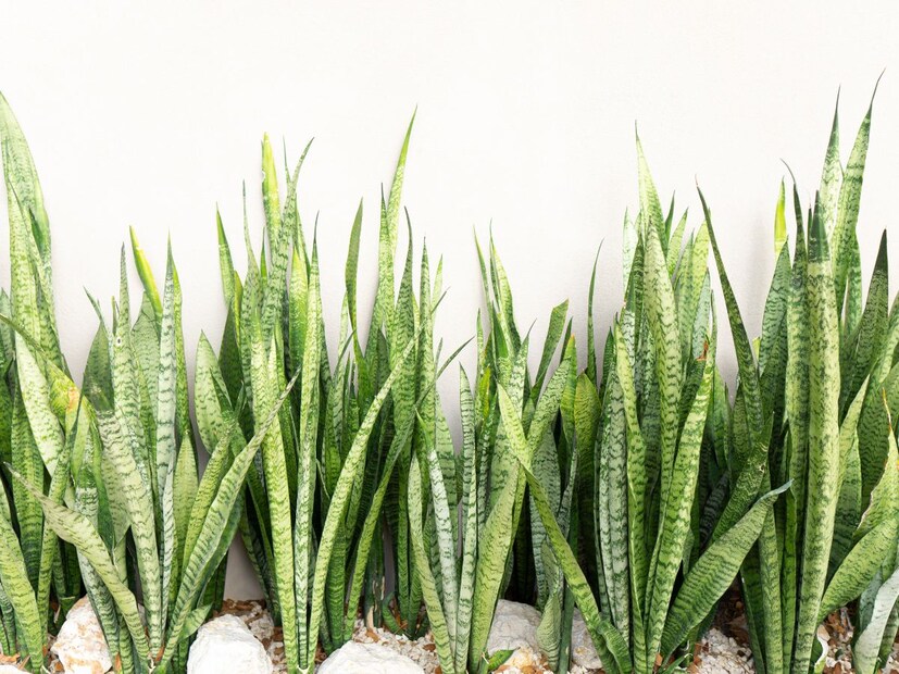 এই গাছের আসল নাম dracaena trifasciata. বাস্তুমতে এই গাছ বাড়িতে থাকা ভাল। 
