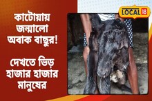 কাটোয়ায় জন্মাল অবাক বাছুর ! ভগবান দর্শন! ভিড় জমাচ্ছে হাজার হাজার মানুষ