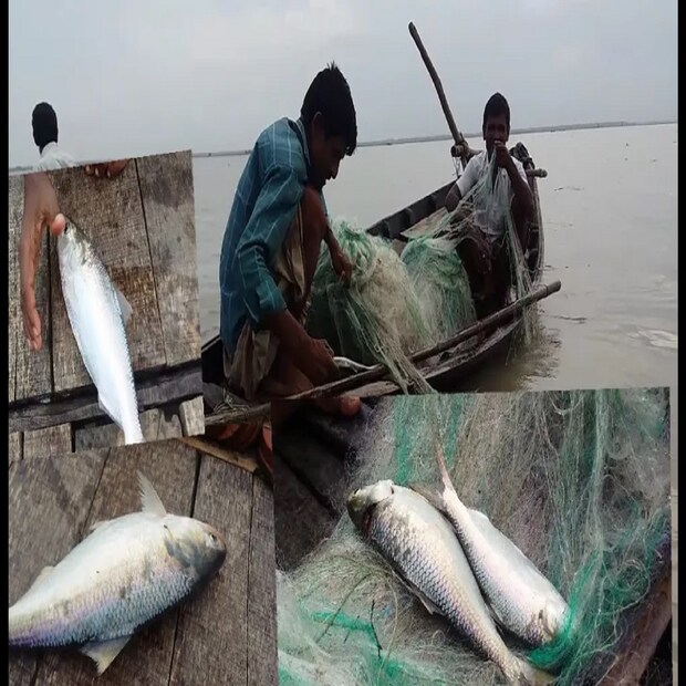 মৎস্যজীবীরা উদ্বেগে দিন কাটাচ্ছেন। ট্রলার নিয়ে লক্ষ লক্ষ টাকা খরচা করে সমুদ্রের গিয়েও মেলেনি পর্যাপ্ত পরিমাণে ইলিশ। ফলে বাজারে থাকা ইলিশের দাম আরও বাড়বে। বিক্রি কমে যাওয়ায় ব্যবসায়ীদেরও মাথায় হাত পড়েছে। 