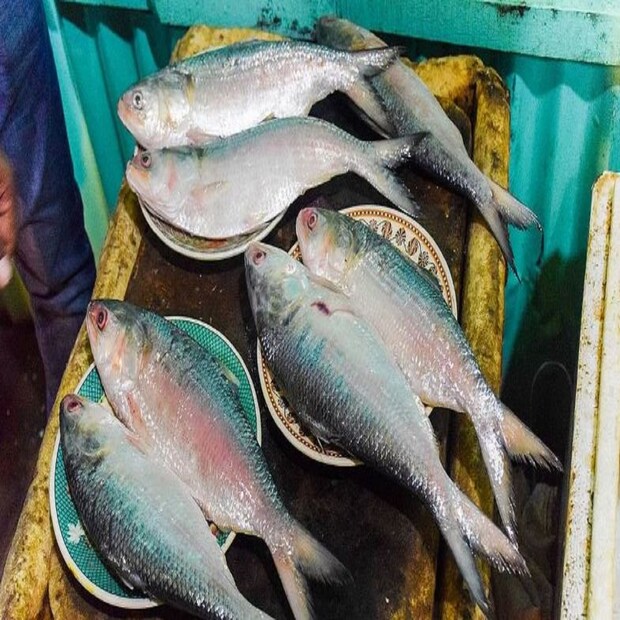 দিঘা মোহনায় জুলাইয়েও ইলিশের আমদানি স্বাভাবিকই ছিল। ছন্দপতন হয় অগাস্টের ১ থেকে ৩ তারিখের মধ্যে। বঙ্গোপসাগরে নিম্নচাপের জেরে সব ট্রলারকে ফিরতে বলা হয়। দুর্যোগ কাটলে ৪ অগাস্ট থেকে ফের সমুদ্রযাত্রায় যায় কয়েকশো ট্রলার। তবে দু-এক ঝুড়ির বেশি ইলিশ নিয়ে ফিরতে পারেনি কোনও ট্রলার।
