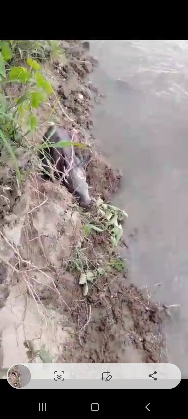 উদ্ধার হওয়া শাবক