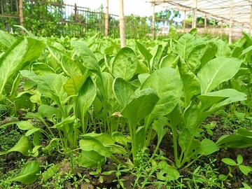 অসময়ে