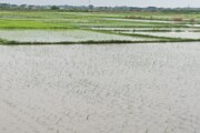 কপালে চিন্তার ভাঁজ, আমন ধানের চাষ কীভাবে হবে?