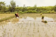 বৃষ্টি নামতেই স্বস্তির নিঃশ্বাস নিল ধান চাষিরা...