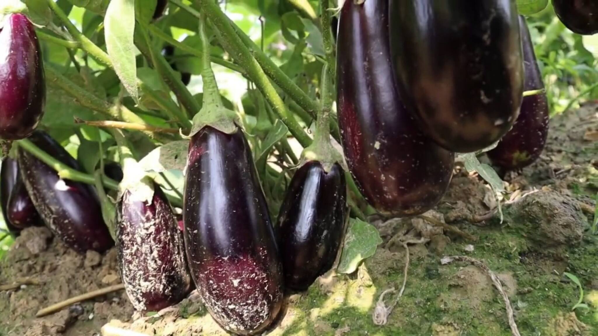 Business Idea: 'মালামাল' হয়ে যাবেন রাতারাতি, সস্তার এই সবজি চাষ করেই কম সময়ে হবে দ্বিগুন লাভ!