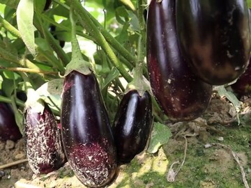 বেনারসী