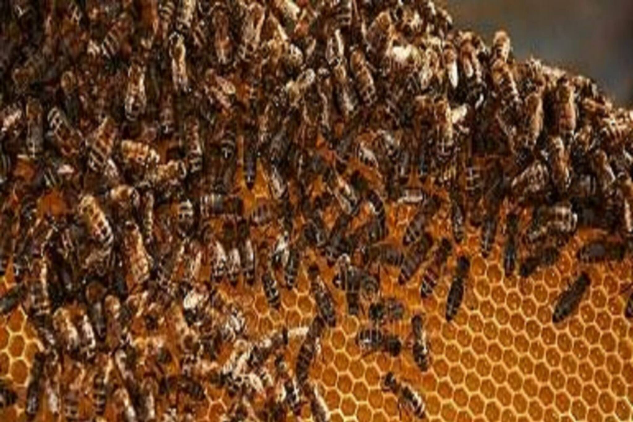 অ‍্যাপিকালচারে কমাল! বাড়িতেই মৌমাছি চাষ করেই বিপুল আয়ের রাস্তা