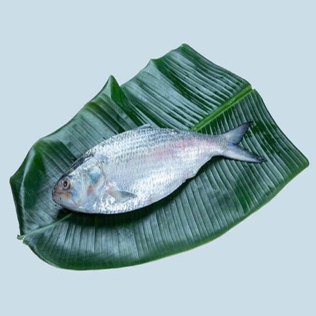সমুদ্রে মাছ ধরার মরসুম শুরু হয়েছে ১৫ জুন। তখন থেকে সেপ্টেম্বরের শেষ পর্যন্ত ইলিশের মরসুম। দক্ষিণবঙ্গে এখন মাঝেমধ্যে বৃষ্টি হচ্ছে। গভীর সমুদ্রও উত্তাল।