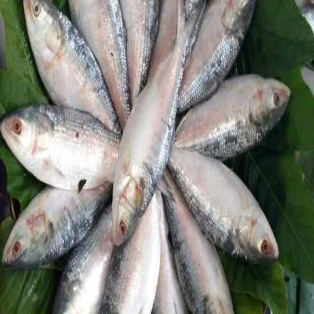 ব্যবসায়ীদের একাংশের অভিযোগ, কিছু অসাধু ব্যবসায়ী ছোট জালের ফাঁস দিয়ে ছোট ইলিশ ধরে দেদার বিক্রি করছে।