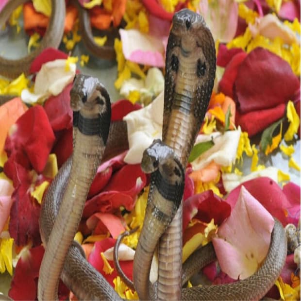 নাগ পঞ্চমীতে ছুরি, সূঁচের মতো ধারালো ও ধারালো বস্তু ব্যবহার করা অশুভ বলে মনে করা হয়। এদিন সেলাই, সূচিকর্ম করা হয় না।
