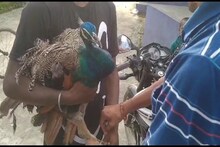 অসুস্থ ময়ূর উদ্ধার হল চা বাগান থেকে, তৎপরতা বন দফতরে