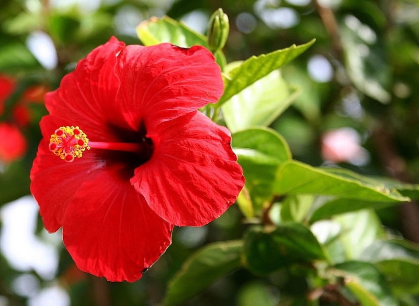 ভিটামিন এবং অ্যান্টিঅক্সিড্যান্টে ভরা জবা ফুল। এই ফুল ভাল করে বেটে পেস্ট বানিয়ে চুলের গোড়ায় মালিশ করে, ভাল করে শ্যাম্পু করে নিন। চুল বাড়বে তরতরিয়ে। একেবারে কমে যাবে চুল ঝরা! photo source collected 
