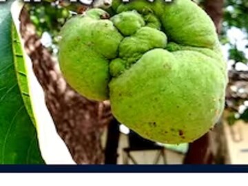 টক-মিষ্টি স্বাদের বিরল এই ফল দামে খুবই সস্তা; কিন্তু এর ঔষধি গুণ মহার্ঘ্য! দাবি আয়ুর্বেদ বিশেষজ্ঞদের