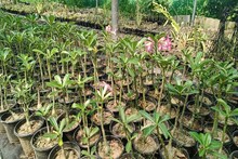 বাড়ির ছাদ কিংবা আশপাশে কম জমিতে এই কাজের মাধ্যমে প্রচুর টাকা ইনকাম করার সুযোগ