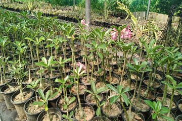 নার্সারিতে