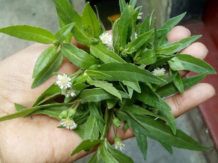 ভৃঙ্গরাজ বা কেশুতি পাতা। এটি রাস্তা ঘাটে বিভিন্ন জায়গায় সহজেই দেখতে পাওয়া যায়। কেশুতি পাতা ভাল করে বেটে রস সমেত মাথায় মালিশ করুন। ঘণ্টা খানেক রেখে শ্যাম্পু করবেন। ম্যাজিক ঘটবে চুলে! ভৃঠ্গরাজ পাউডার কিনতে পাওয়া যায়! তা দিয়ে পেস্ট বানিয়েও চুলে ব্যবহার করতে পারেন। photo source collected 