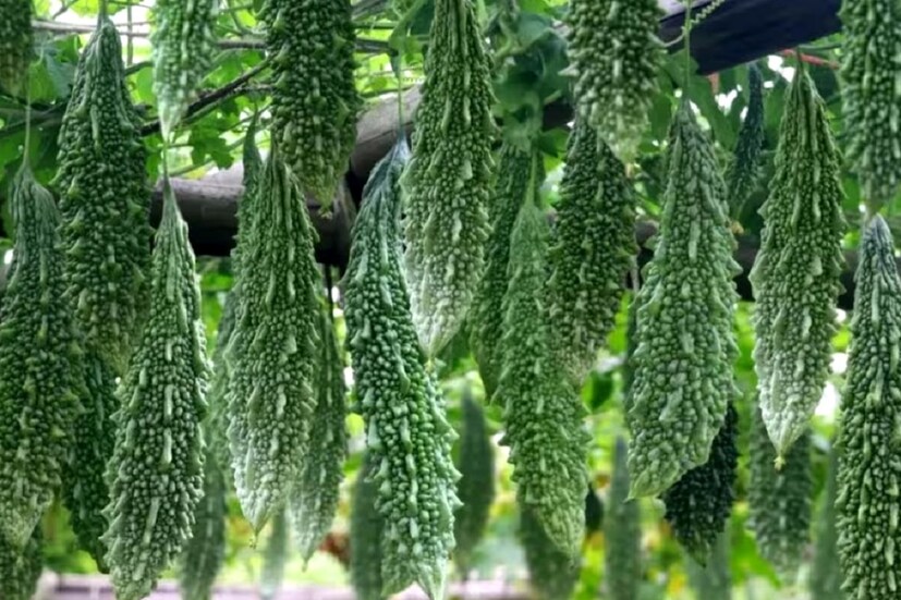 আপনারও যদি রক্তে শর্করার সমস্যা থাকে, তবে আপনাকে করলা খাওয়া বন্ধ করতে হবে, কারণ এটি রক্তে শর্করার মাত্রা কমিয়ে দিতে পারে।