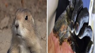 বুবোনিক প্লেগ ব্যাকটেরিয়া সংক্রমণের কারণে হওয়া একটি রোগ। মধ্যযুগে এটি ব্ল্যাক ডেথ নামে পরিচিত ছিল- Photo- Representative 