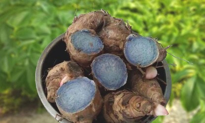 কালো হলুদ কালো হলুদ