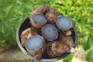 কালো হলুদ
