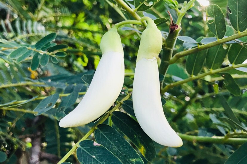 বকফুল: বকফুল খেলে কোষ্ঠকাঠিন্য এবং পেটের সমস্যা থেকে মুক্তি পেতে পারেন। রক্তে কোলেস্টেরলের মাত্রা নিয়ন্ত্রণে রাখে। বকফুলের বড়া এমনিতে খুবই উপাদেয় এক খাবার।