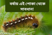 শুঁয়োপোকা গায়ে লেগে ক্ষতবিক্ষত? জানুন কী করে আরাম পাবেন