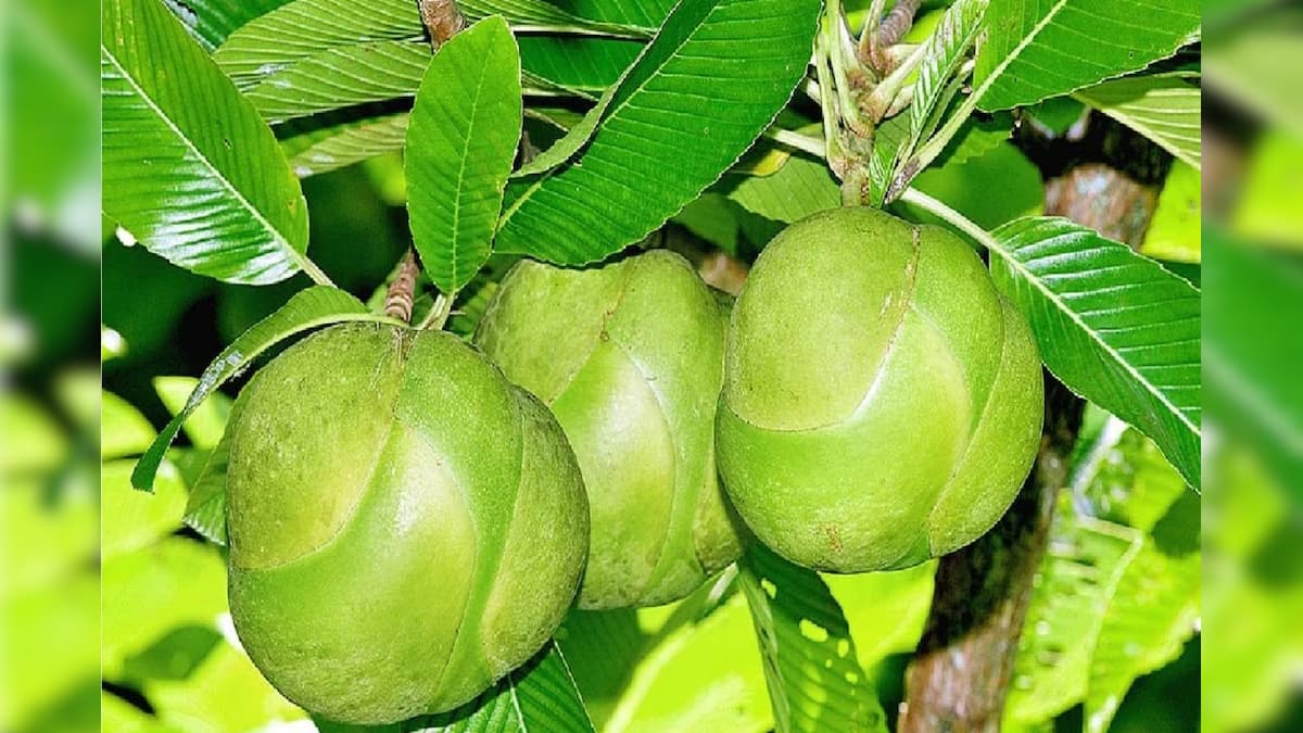 Health Tips: বাজারে দেখলে পাশ কাটিয়ে ‌যান! বনে-বাদাড়ে জন্মানো ‘এই’ ফল সর্বরোগহরা, আপনি জানতেন?